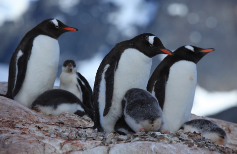 Gentoo Penguins with chicks at Jougla Point, Antarctica. (Image: Liam Quinn/Flickr)
